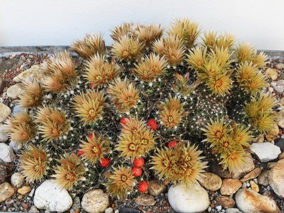 Escobaria similis, Tx, ex AVF - 10 seeds