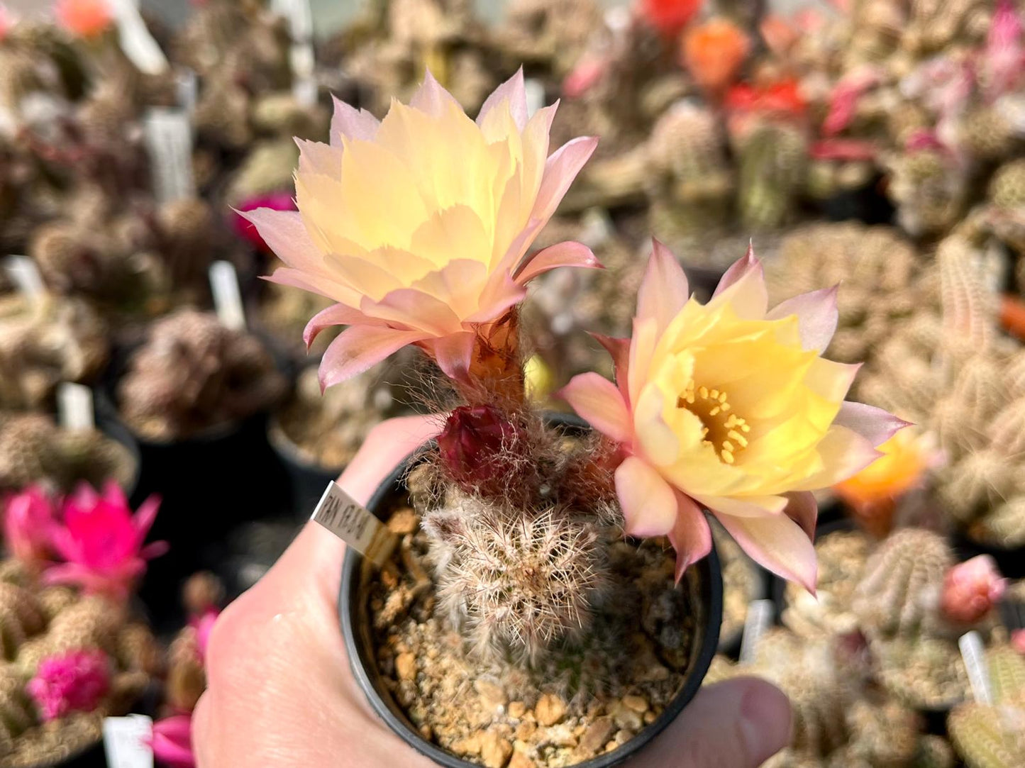 Chamaecereus hybr. PAN 17.8.48