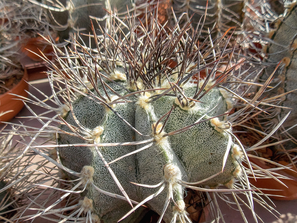 Astrophytum niveum MZ 131 Cuatro Cienegas, Coah - 10 seeds