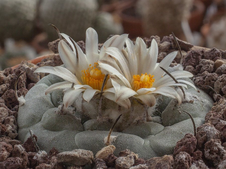 Turbinicarpus schmiedickeanus ssp. jauernigii, Palomas, SLP - 10 seeds