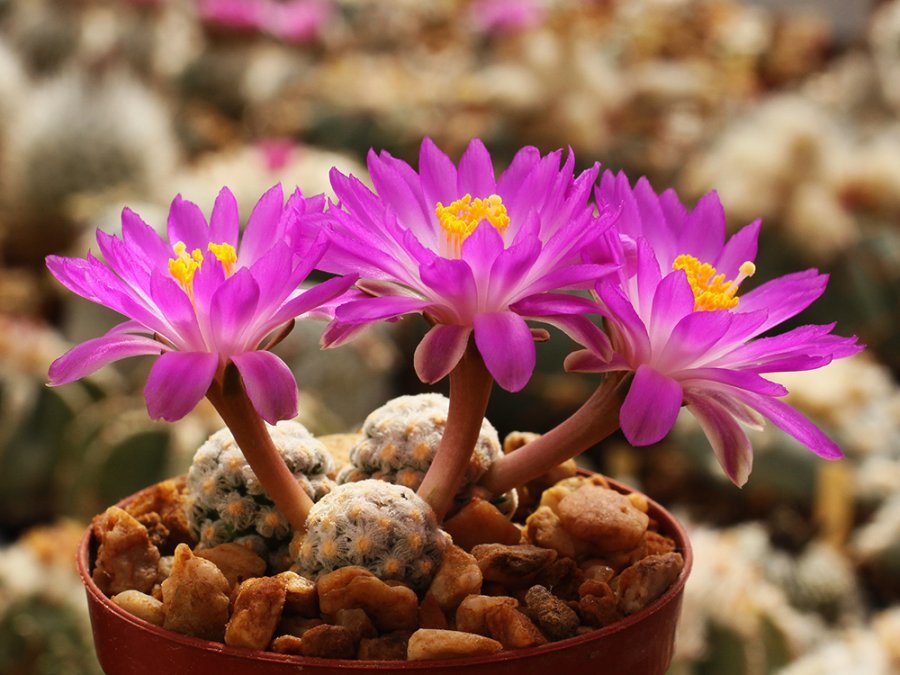 Mammillaria theresae Coneto Pass, Dur - 10 seeds