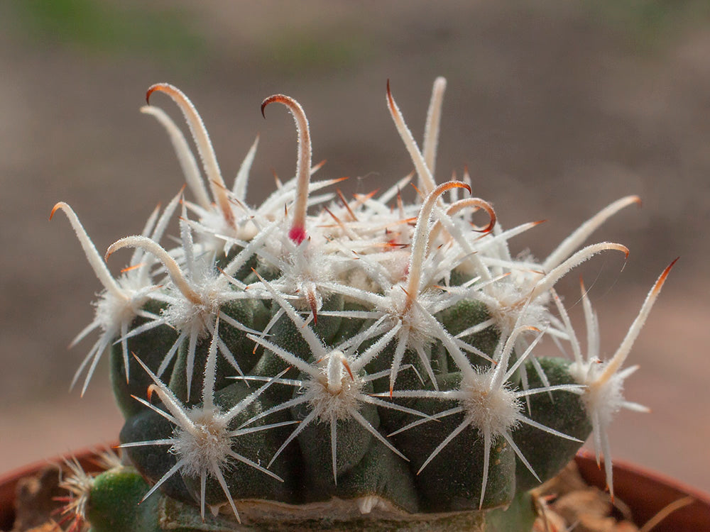 Sclerocactus pubispinus naturhybrid x S. spinosior Browns Wash, Ut - lok. C - grafted