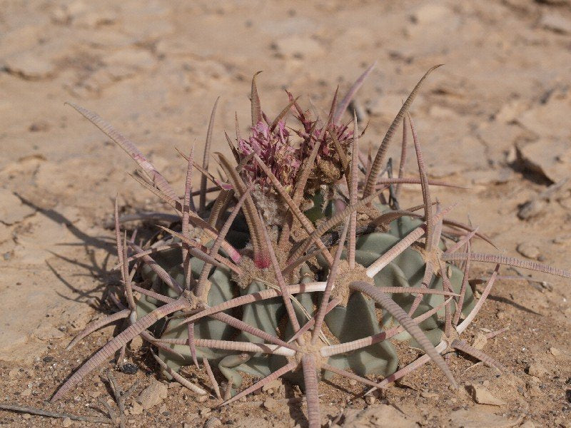Echinocactus texensis VZD 792 Palmillas, Zac