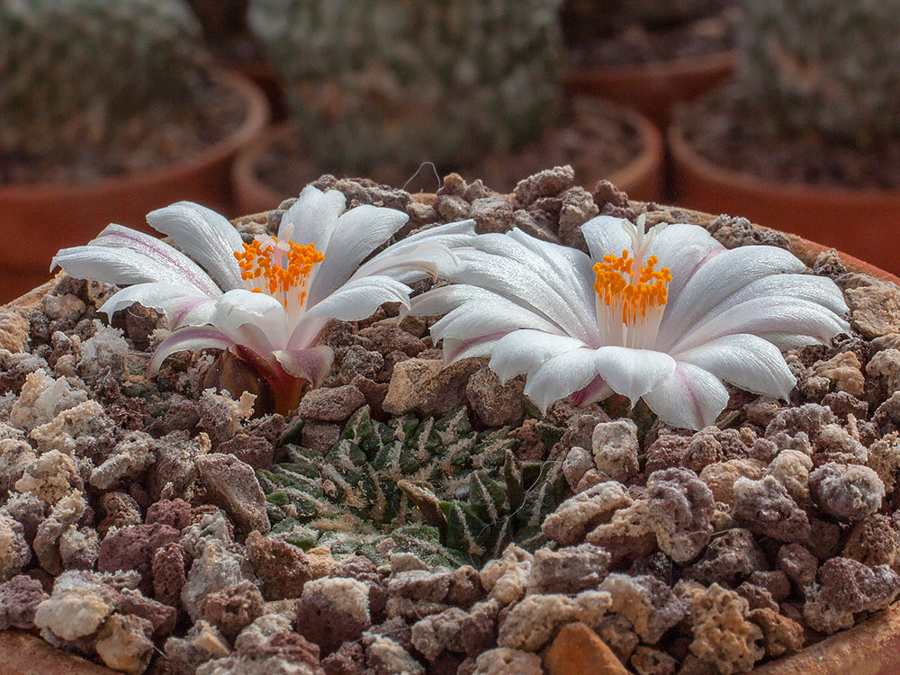 Ariocarpus kotschoubeyanus var. albiflorus RS 603 Tula, Tam - 10 seeds