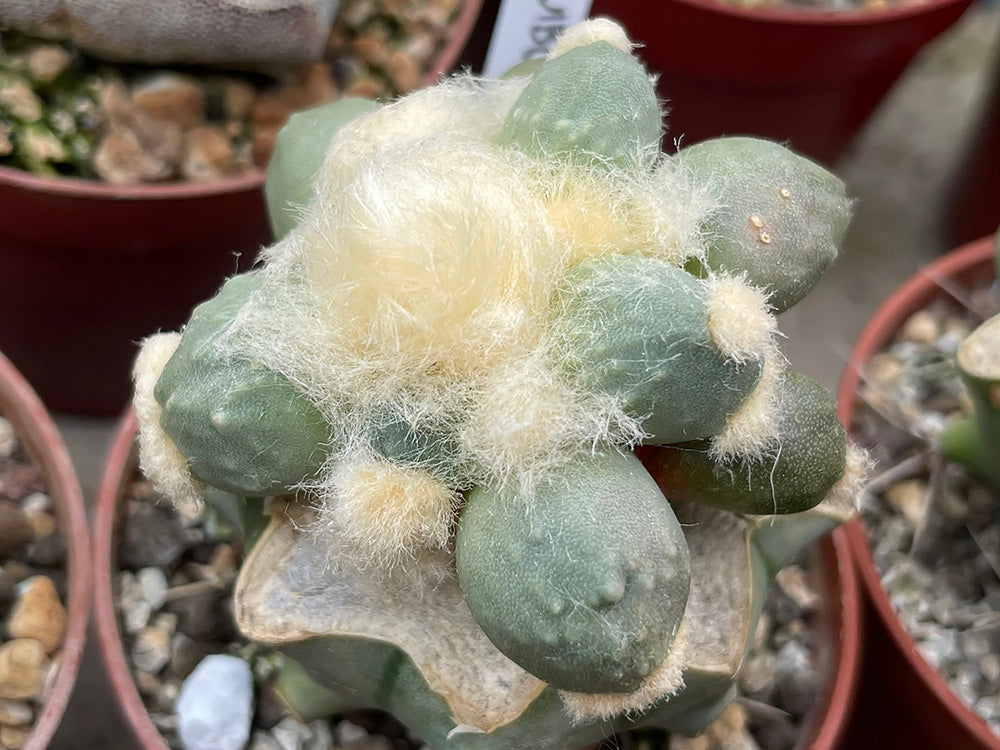 Ariocarpus retusus cv. Maruibo x pectinatus - grafted