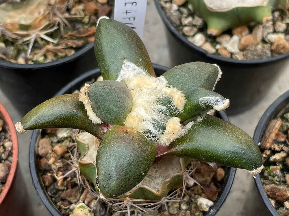 Ariocarpus retusus cv. Fourfingers fat - grafted