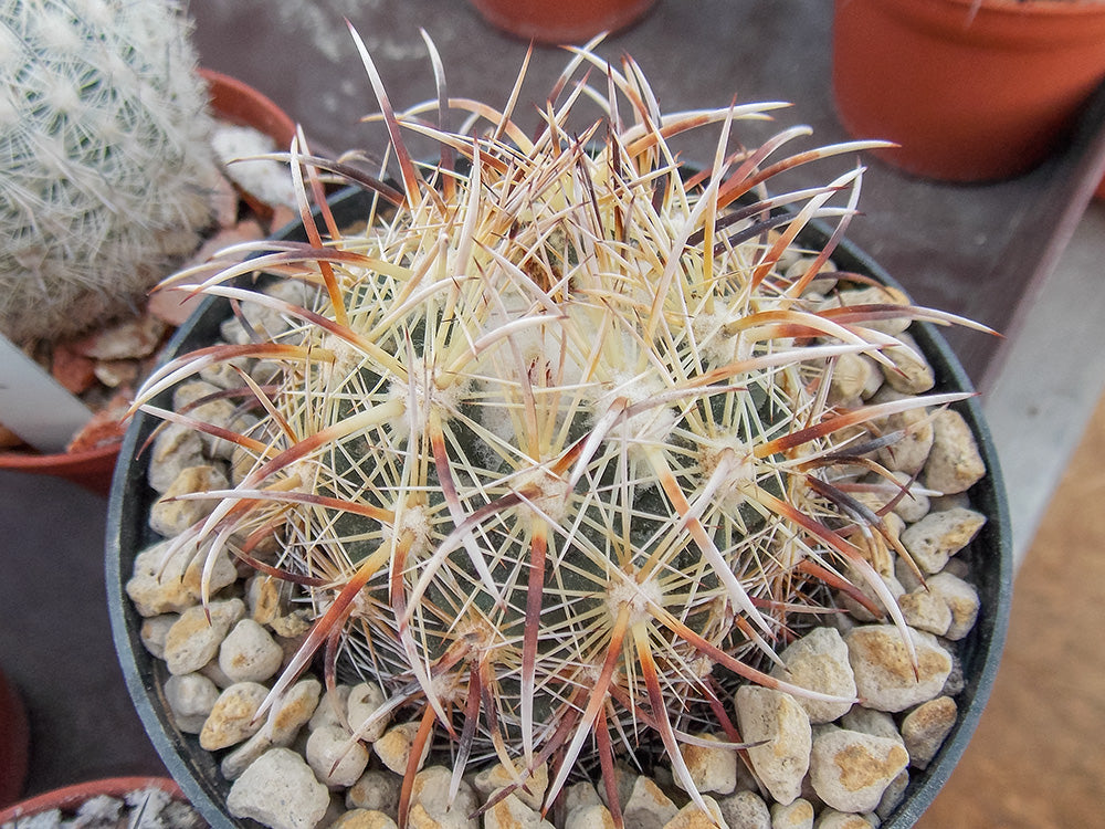 Coryphantha kracikii VZD 266 Buendia, Dur - 10 seeds