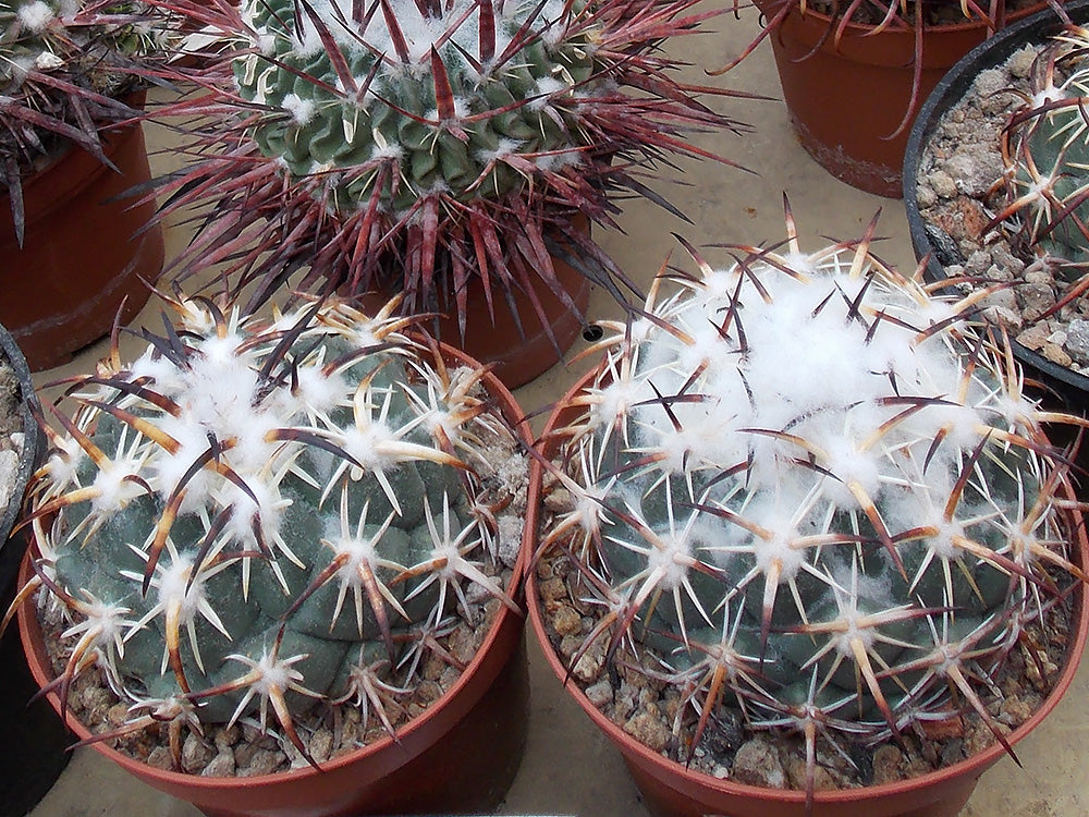 Coryphantha tripugionacantha L 1464 San Juan Capistrano, Zac - 10 seeds