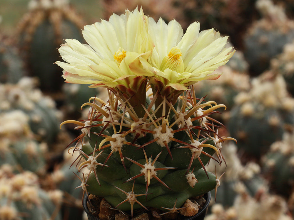 Coryphantha robustispina Nogales, Son - 10 seeds