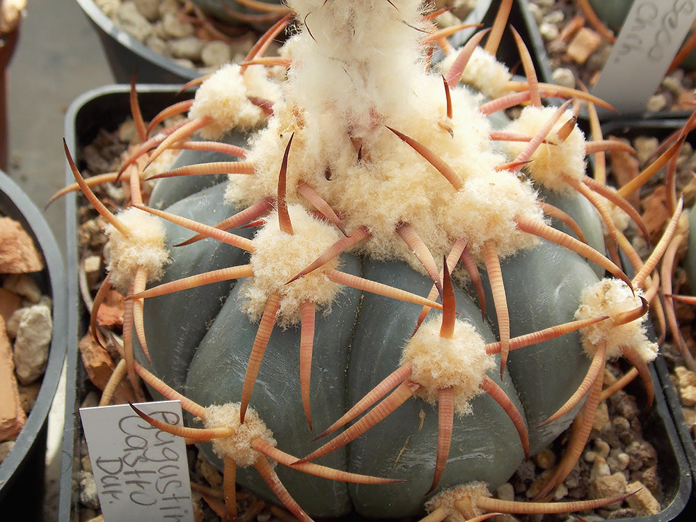 Echinocactus horizonthalonius Augustin Castro, Dur