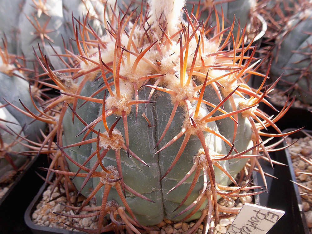 Echinocactus horizonthalonius RC 194 El Portento, Dur - 10 seeds