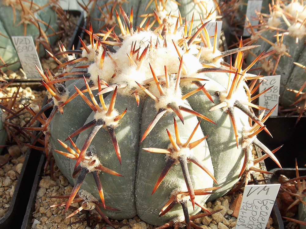 Echinocactus horizonthalonius VM 394 General Cepeda, Coah - 10 seeds