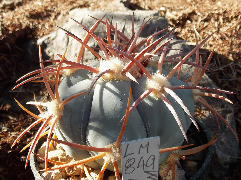 Echinocactus horizonthalonius v. nicholii LM 849 Waterman Mts, Az - 10 seeds