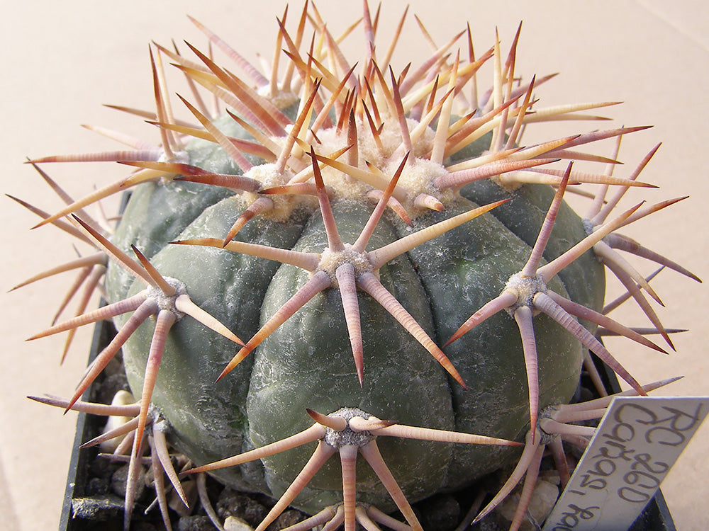 Echinocactus horizonthalonius RC 260 Caňas, Zac – 10 seeds