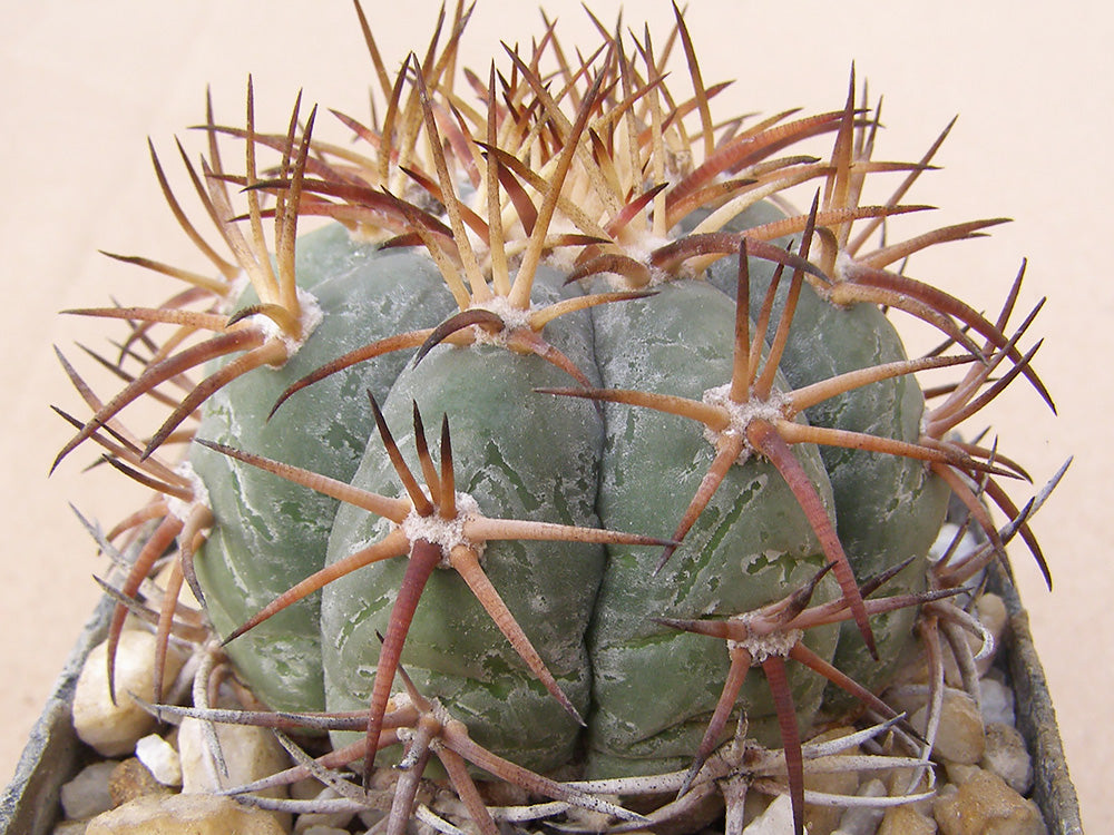 Echinocactus horizonthalonius VZD 1019 Cuitlahuac, Zac – 10 seeds