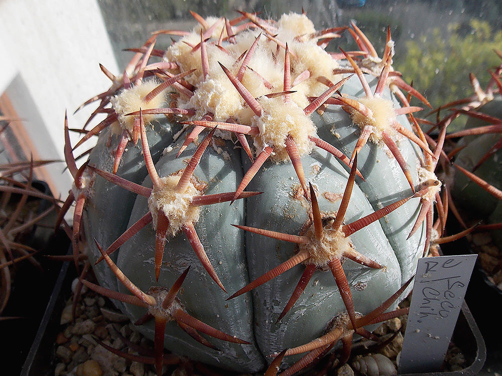 Echinocactus horizonthalonius VZD 696 Seco, Chih - 10 seeds