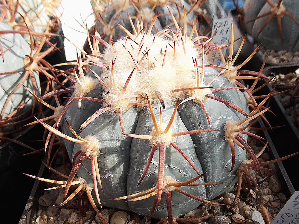 Echinocactus horizonthalonius VZD 787 Tecolote, Zac - 10 seeds