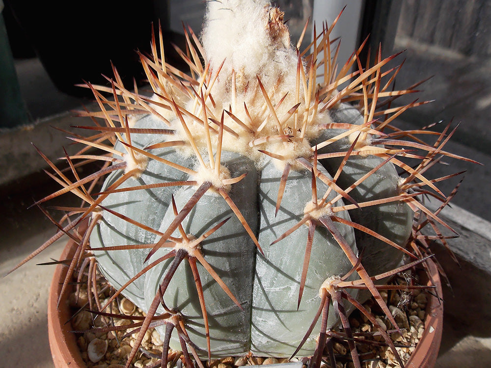 Echinocactus horizonthalonius JaBo 27 Villa Real, E of Viesca, Coah - 10 seeds