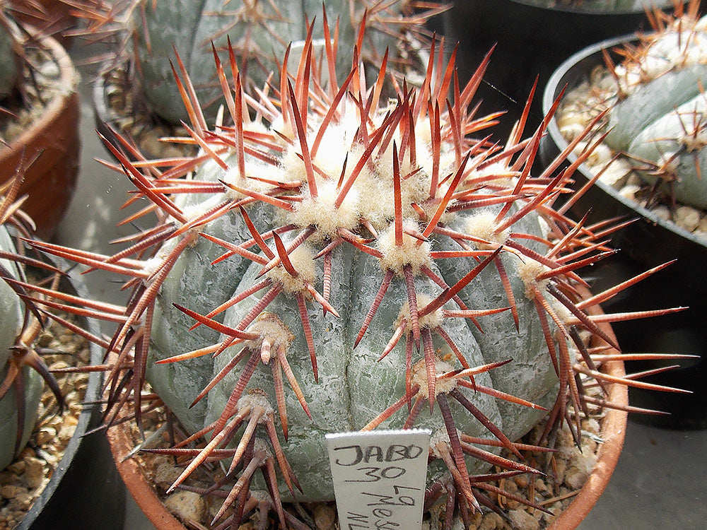 Echinocactus horizonthalonius JaBo 30 La Mesa, km 81, s of Entronque San Roberto, NL - 10 seeds