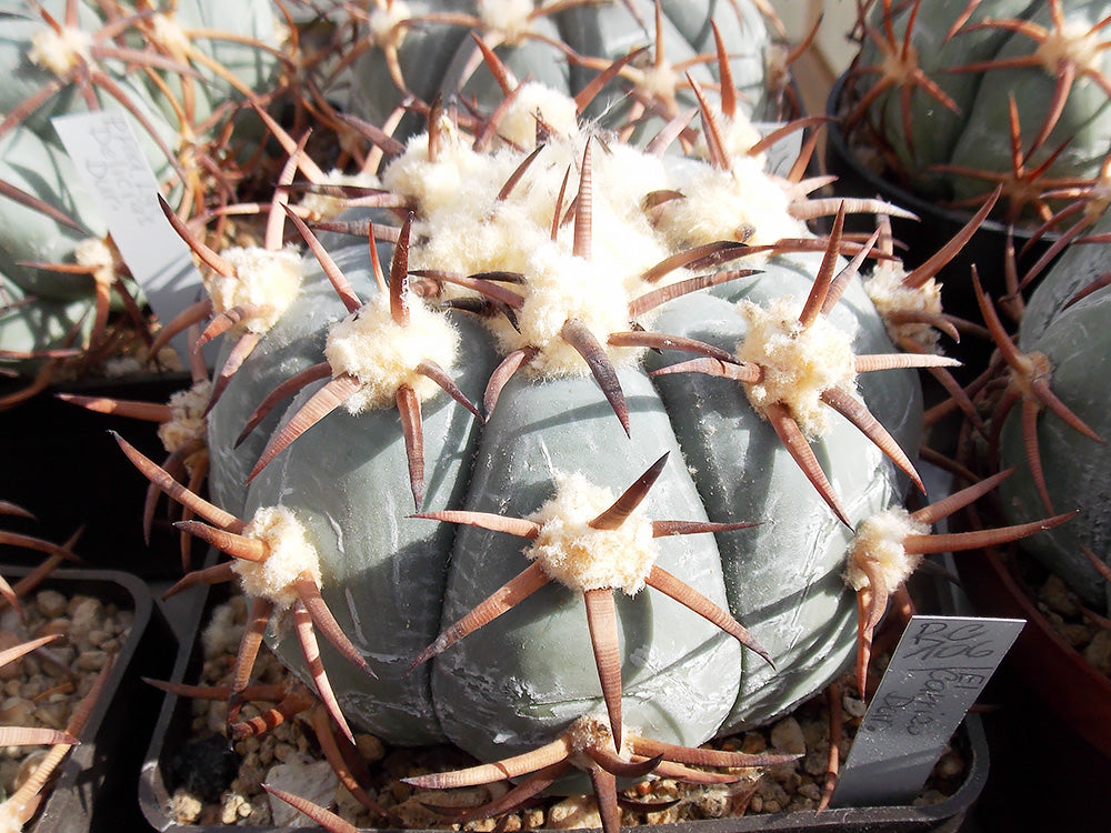 Echinocactus horizonthalonius RC 106 El Carrizo, Crucero, Dur - 10 seeds