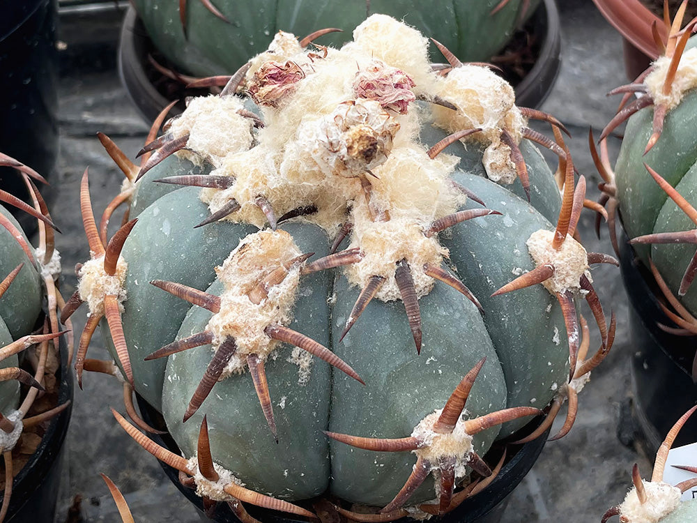 Echinocactus horizonthalonius VZD 1199 Rancho la Pila, Chih - 10 seeds