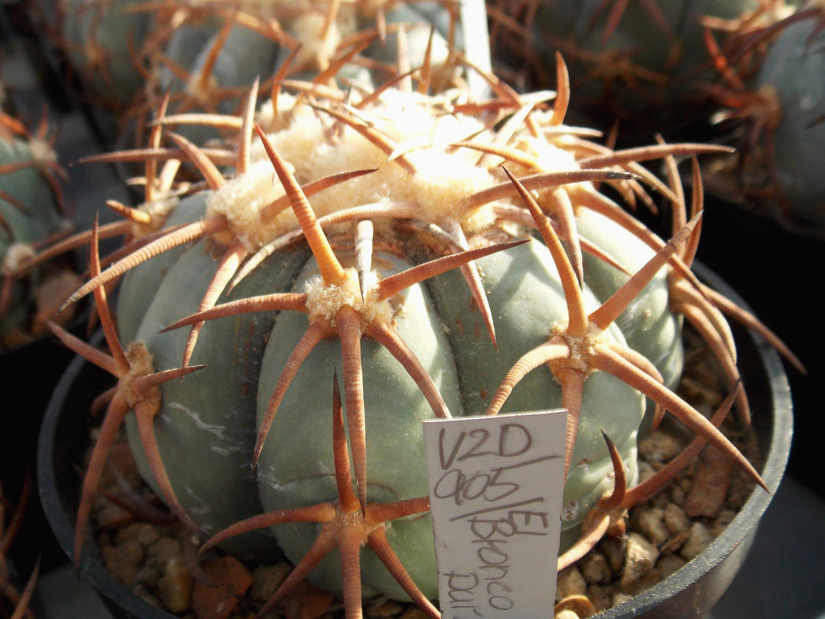 Echinocactus horizonthalonius VZD 905 El Bronco, Dur - 10 seeds