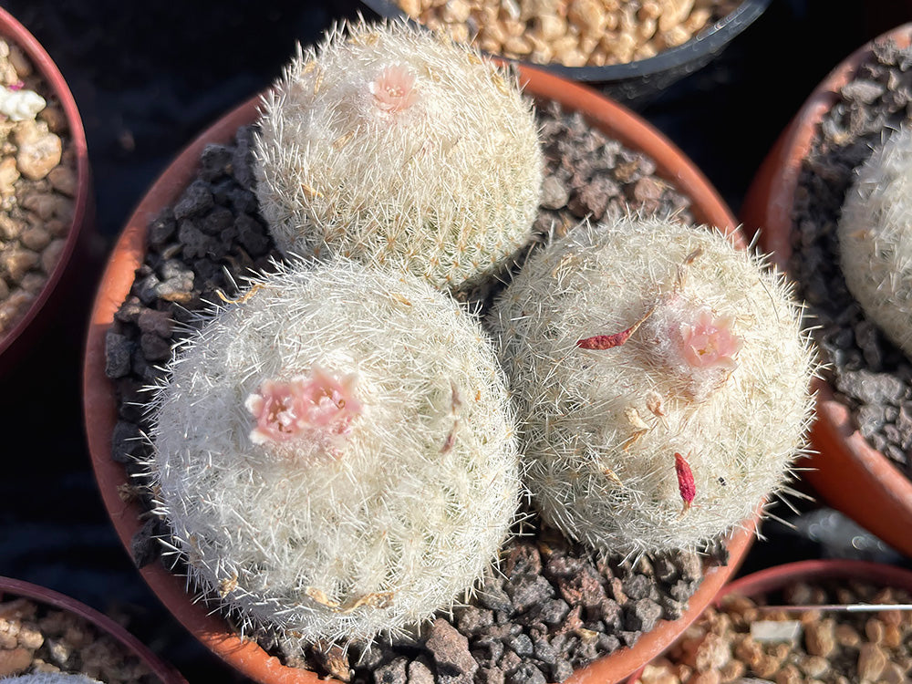 Epithelantha micromeris f. oklahomensis - 10 seeds