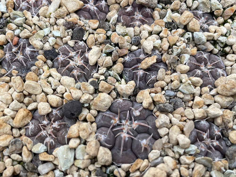 Gymnocalycium prochazkianum