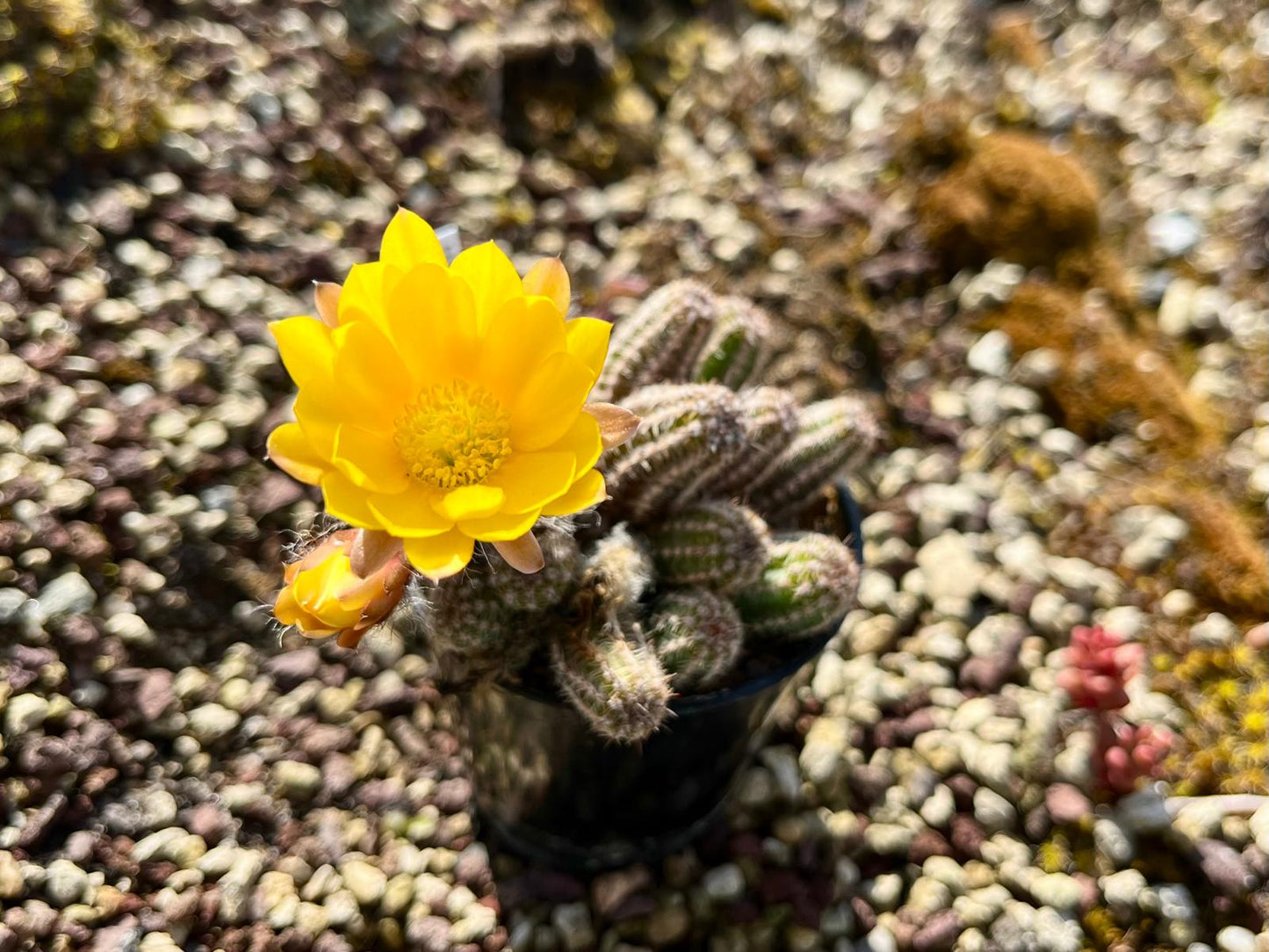 Chamaecereus hybr. Hajek 23.015