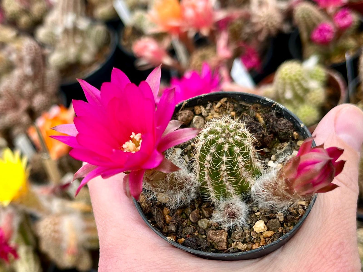 Chamaecereus hybr. Hajek 23.019