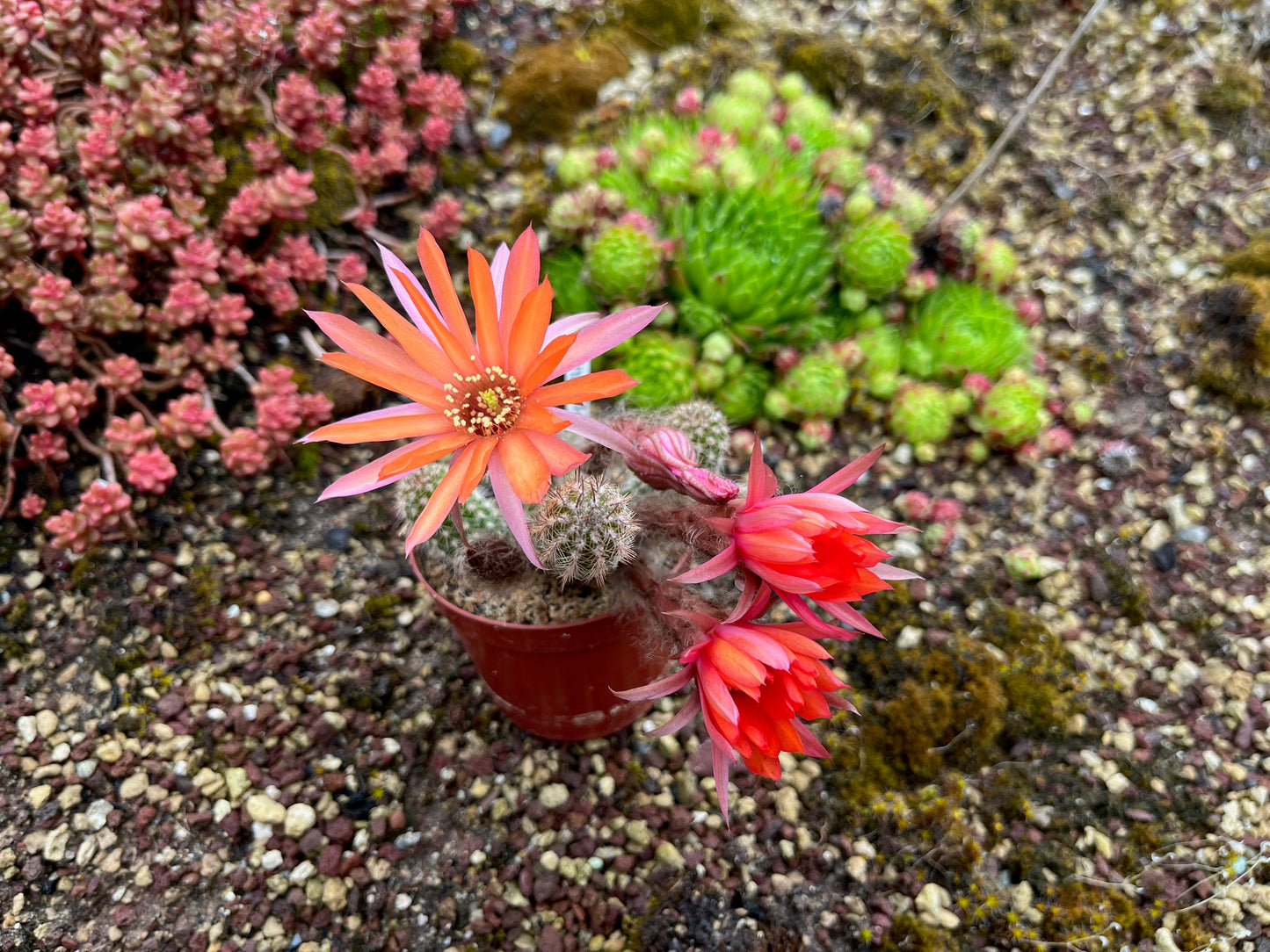 Chamaecereus hybr. Hajek 23.036