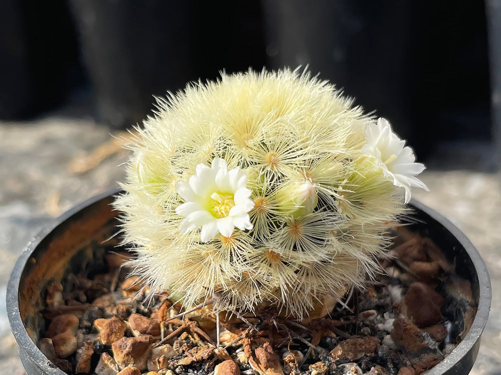 Mammillaria carmenae L 1223 La Reja, Tam - 10 seeds