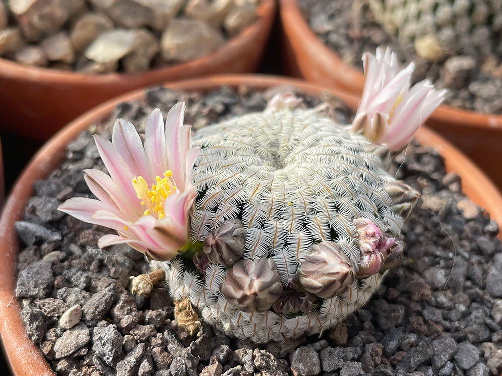 Mammillaria pectinifera PP 663 Puebla, Pue - 10 seeds