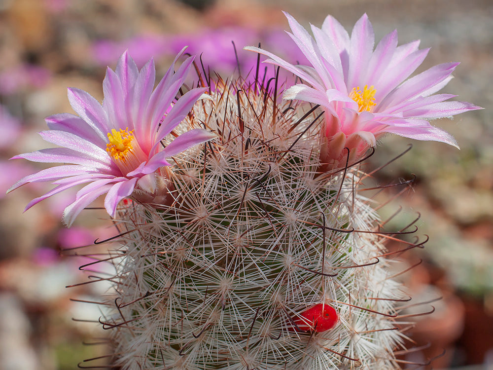 Mammillaria tetrancistra s Needles, Cal - 10 seeds