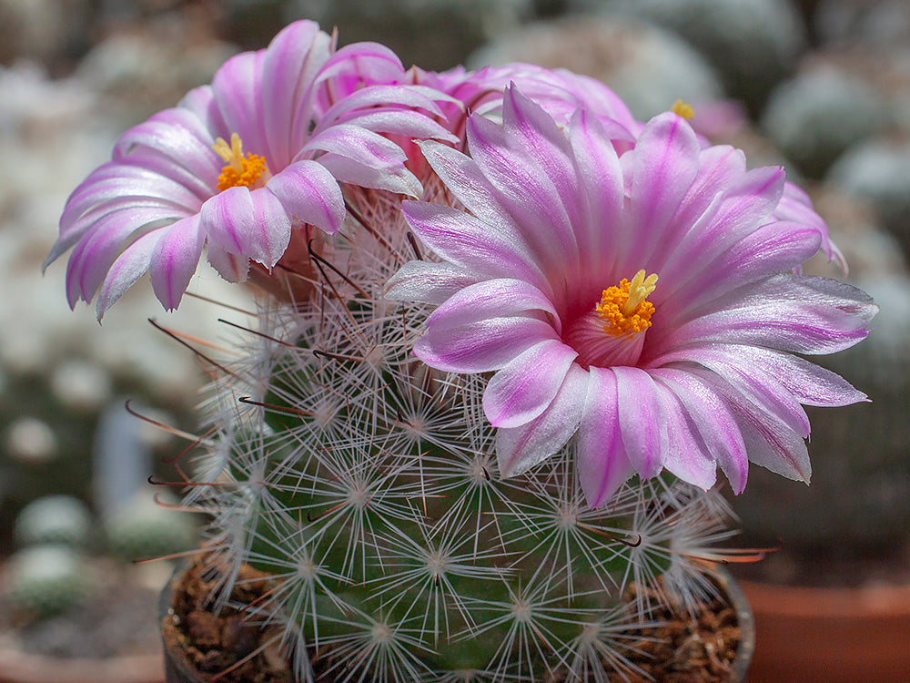 Mammillaria tetrancistra SB 689 Mohave Co., Az