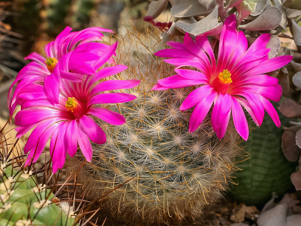 Mammillaria guelzowiana SB 1160 Rodeo, Dur - 10 seeds