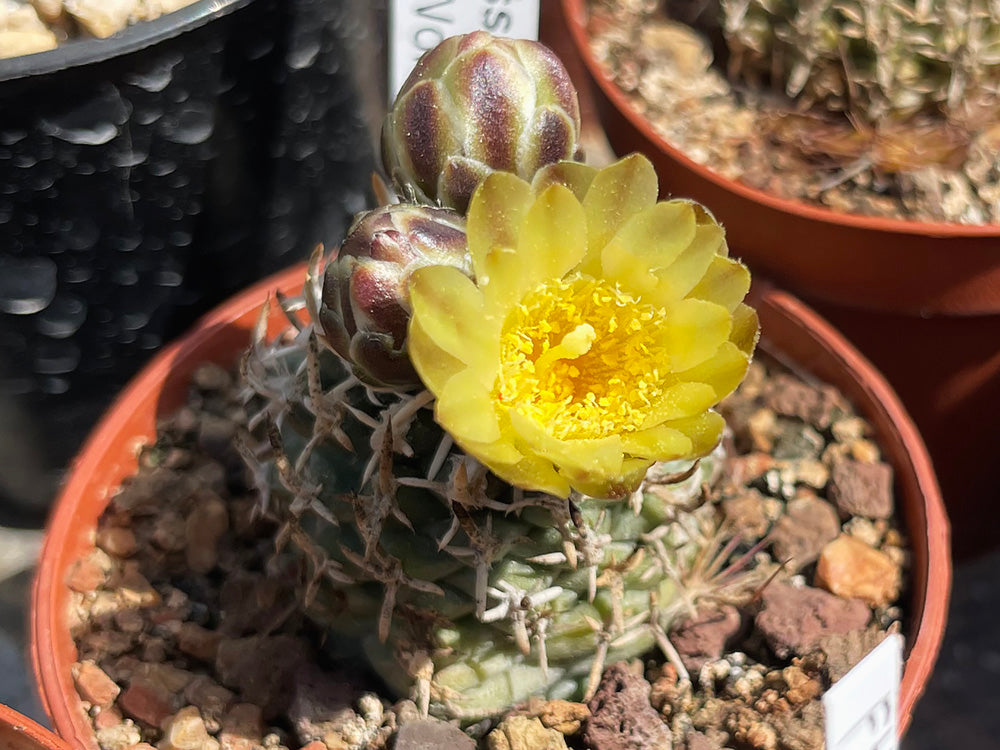 Navajoa peeblesiana ssp. fickeisenii FH 051.2 Wolf Hole, Az - 10 seeds