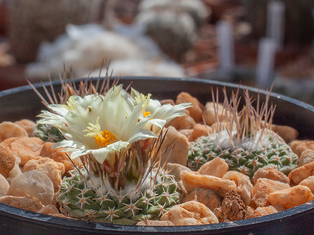 Strombocactus disciformis f. pseudocorregidorae GCG 10947 Rancho Quemado, Que - 50 seeds