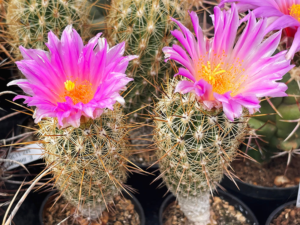 Thelocactus hastifer GM 014 Mesa de León, Que