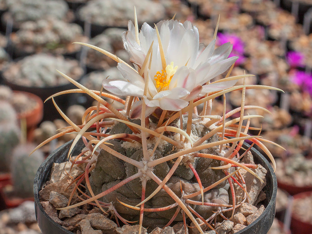 Thelocactus hexaedrophorus GCG 10024 - 10 seeds