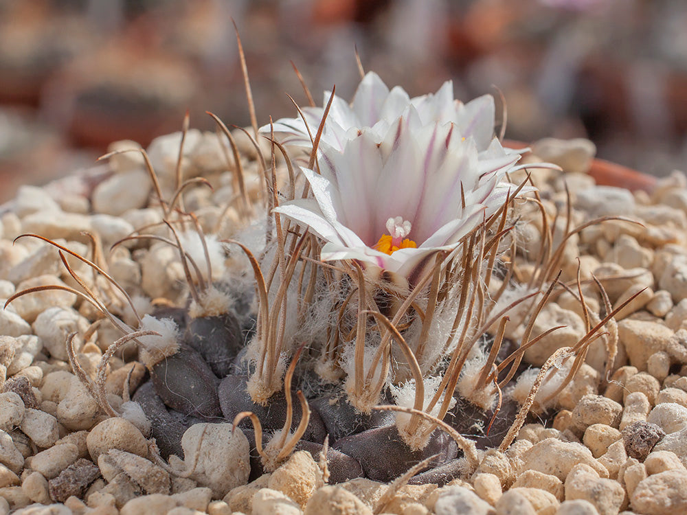 Turbinicarpus schmiedickeanus ssp. macrochele PP 402 Matehuala, SLP - 10 seeds