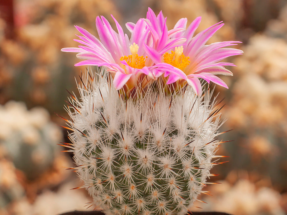 Turbinicarpus subterraneus ssp. boleanus VM 330 Santa Clara, NL - 10 seeds