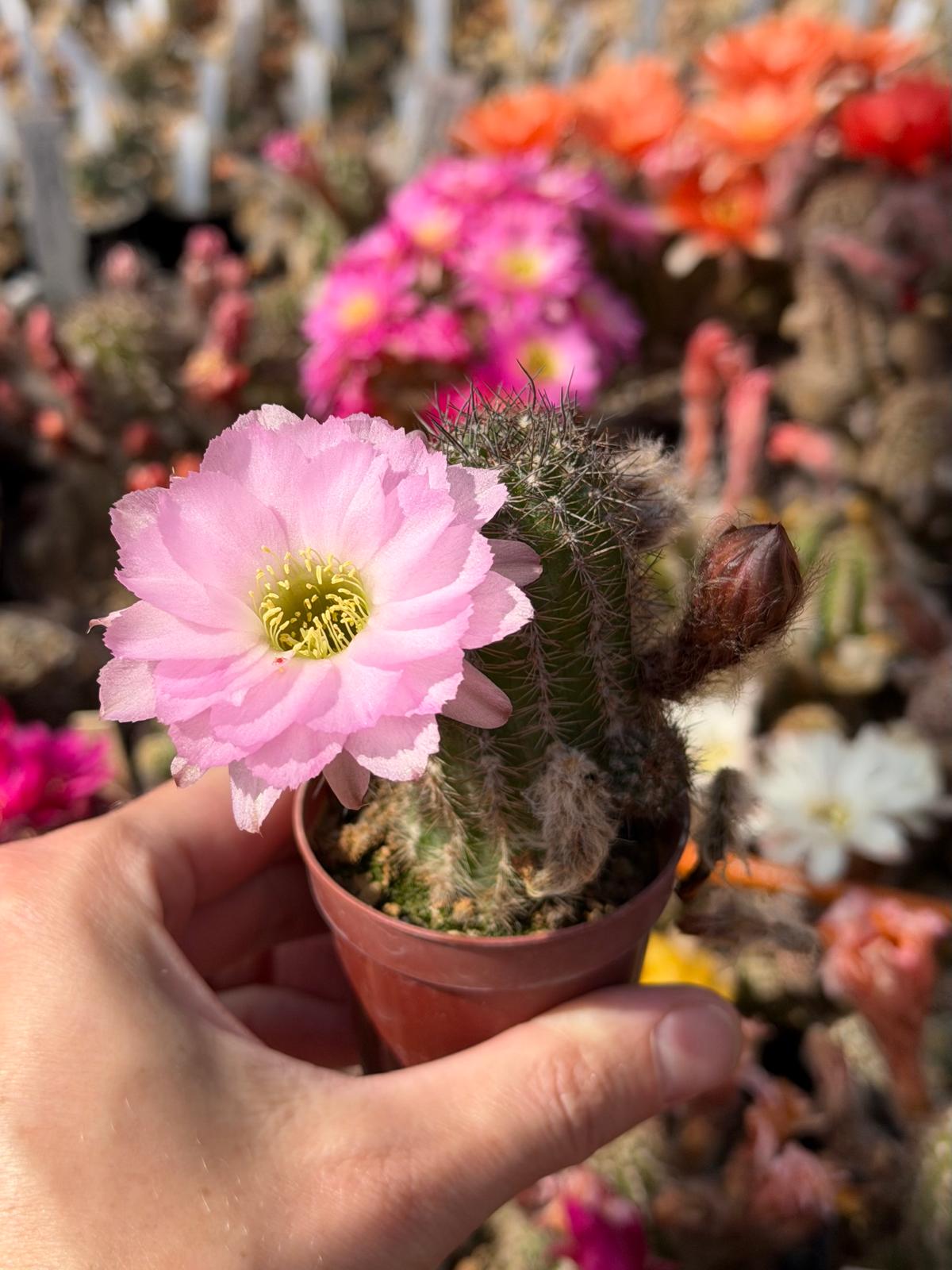 Chamaecereus hybr. Lincoln Pink Splendour