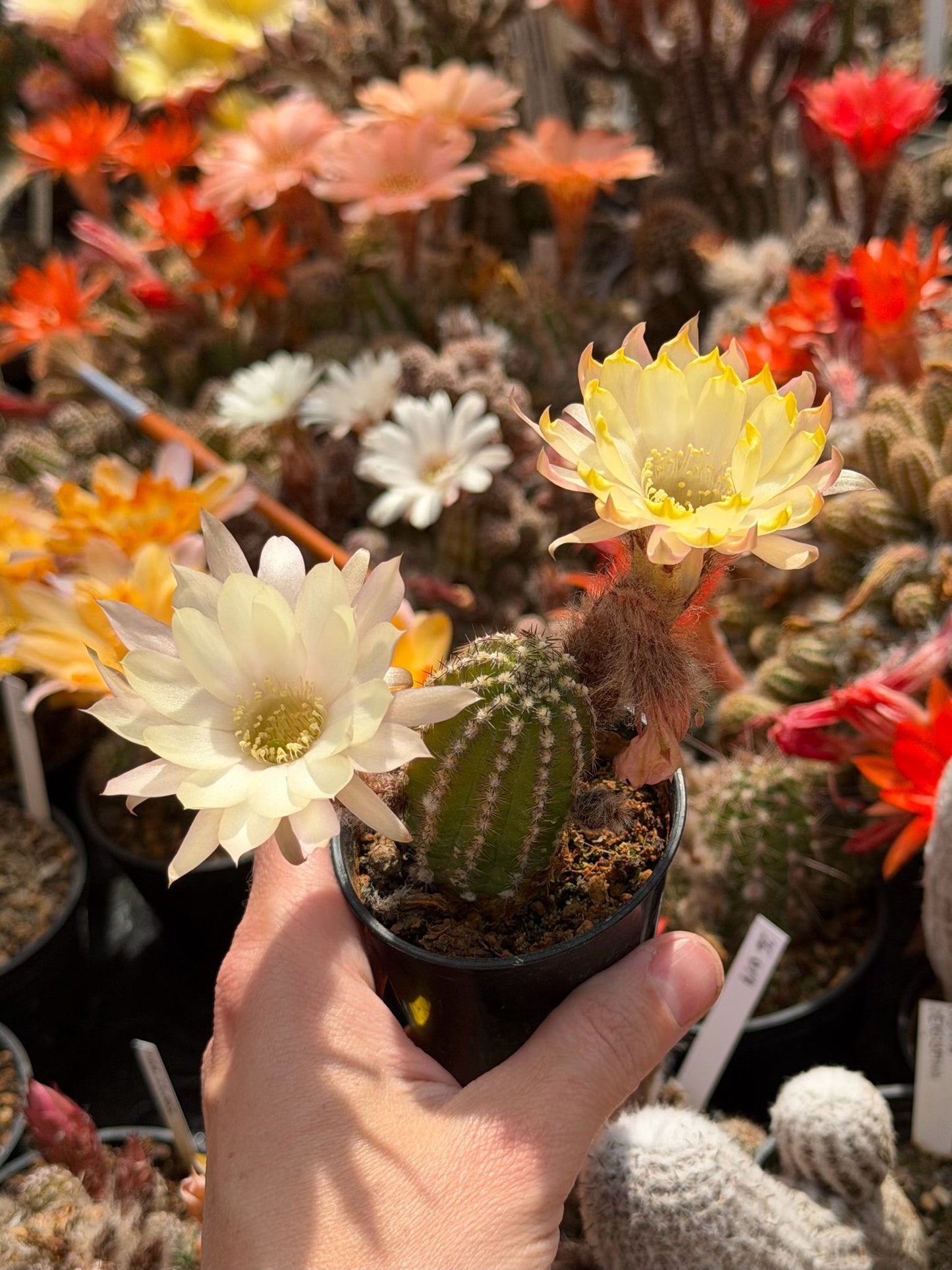 Chamaecereus hybr. PAN 19.266.2