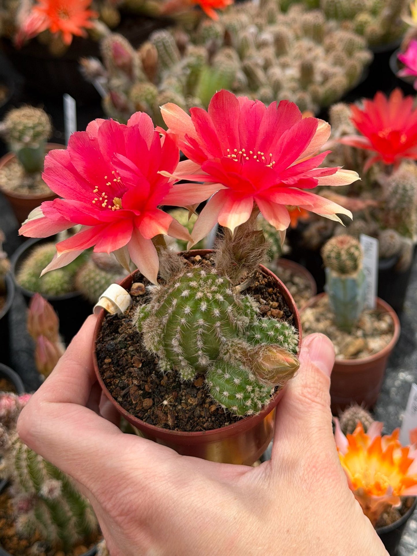 Chamaecereus hybr. Hajek 24.001