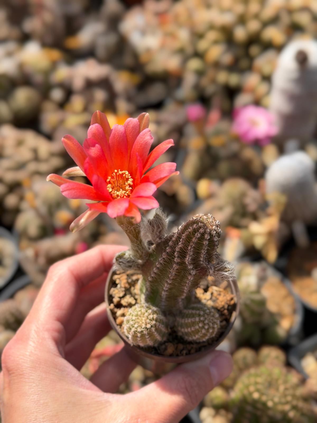 Chamaecereus hybr. Hajek 26.022