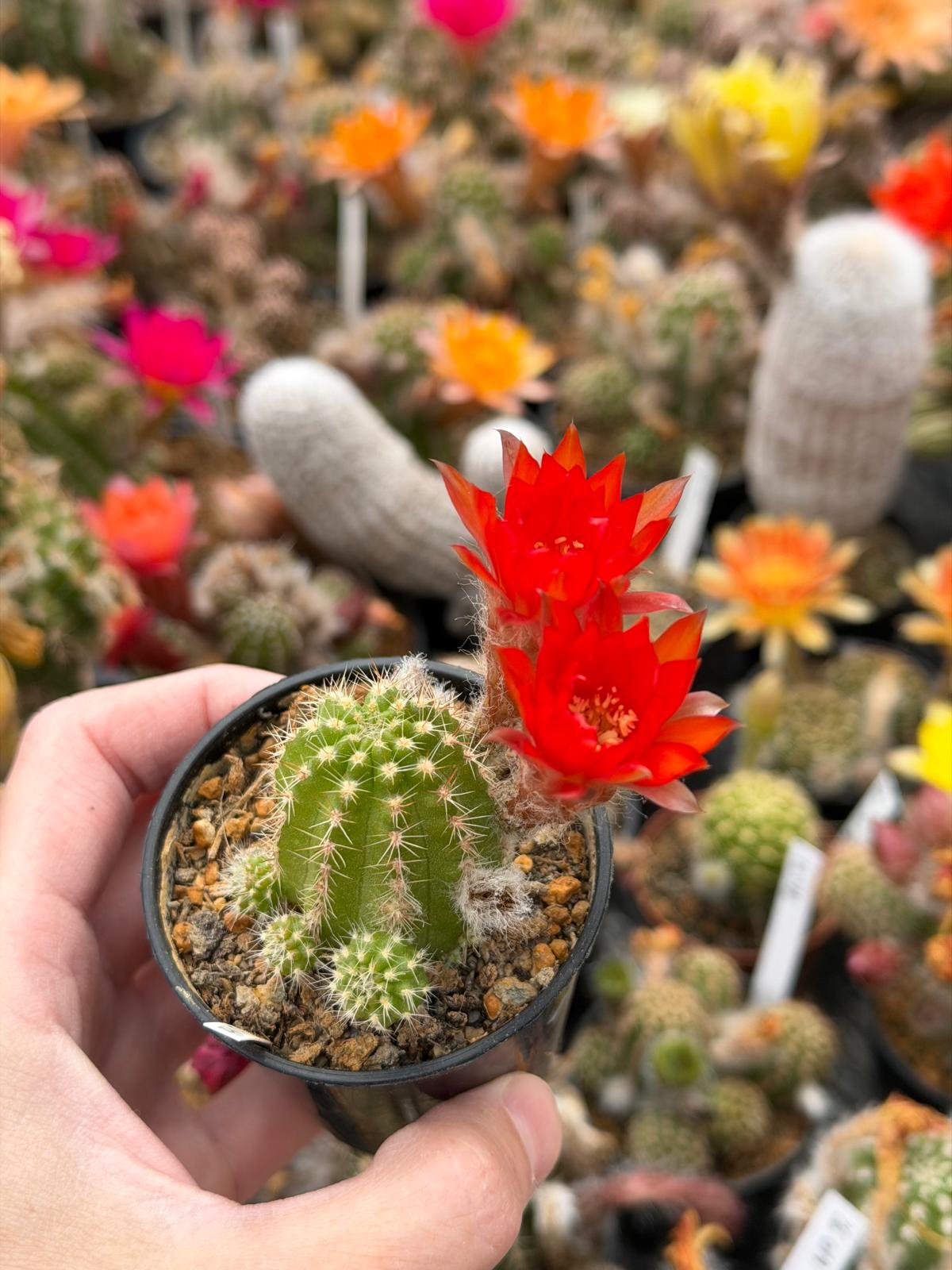 Chamaecereus hybr. PAN 17.4.260