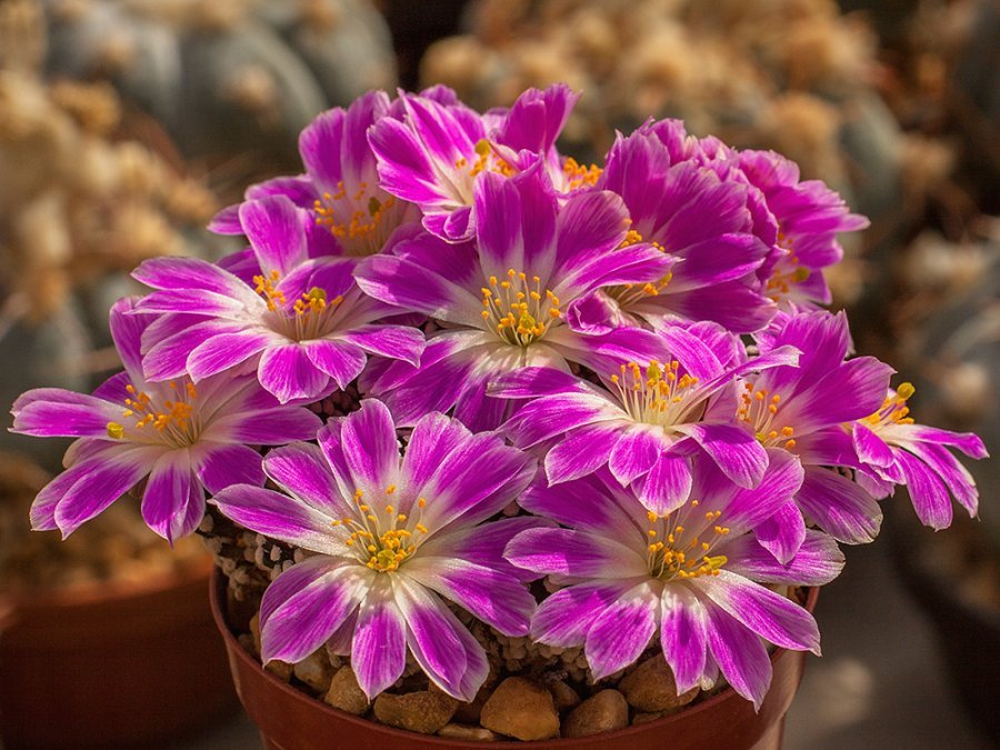 Mammillaria luethyi (grafted)