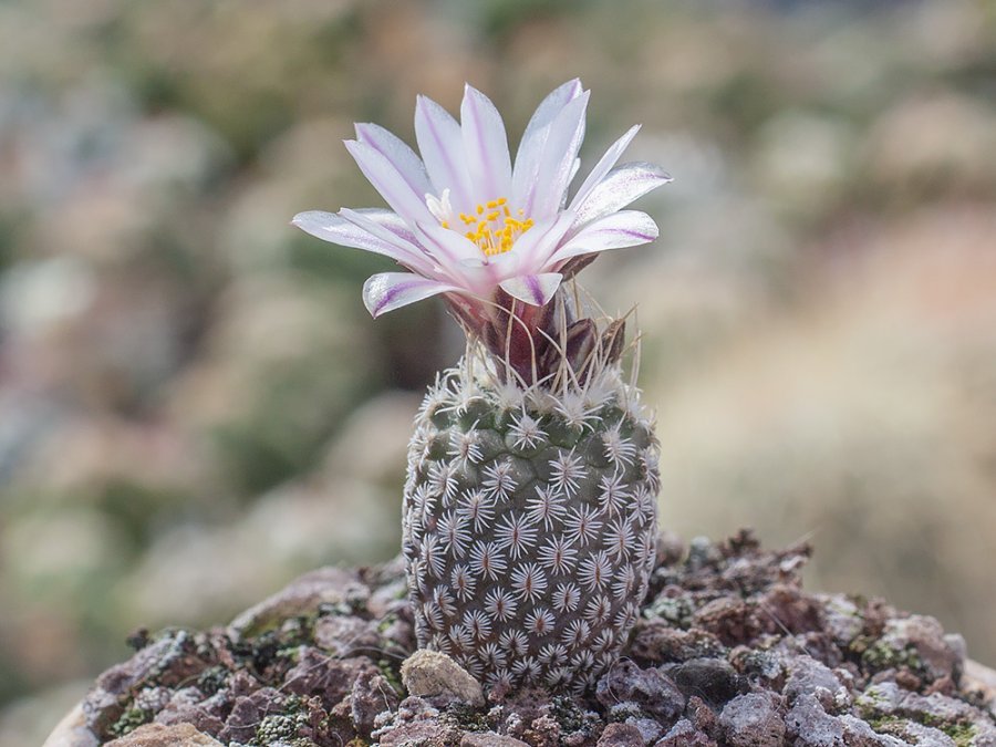 Turbinicarpus pseudomacrochele ssp. heliae RS 504B Actopan-Ixmiquilpan, Hid (not outside EU) - 10 se