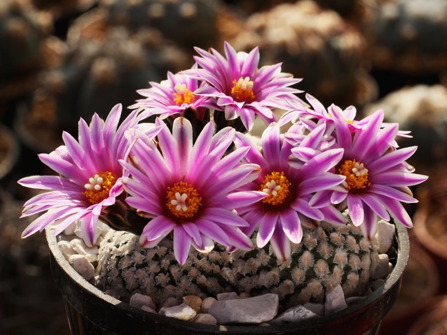 Turbinicarpus valdezianus Lx 614 Arteaga, Coah